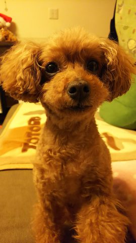 うちのわんこ