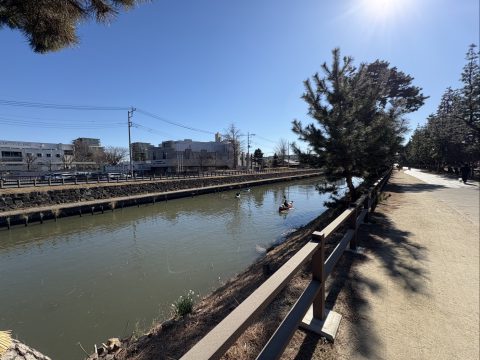 松並木の綾瀬川