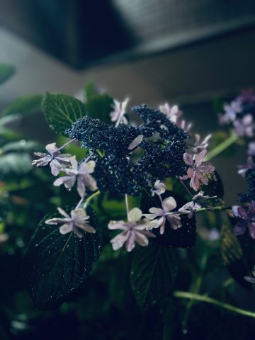 紫陽花