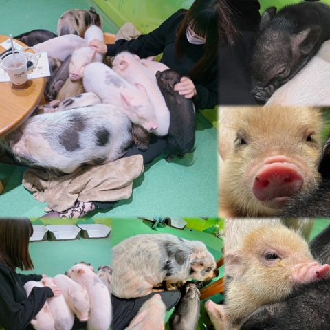 mipig cafe