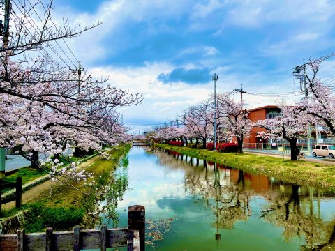 桜満開!