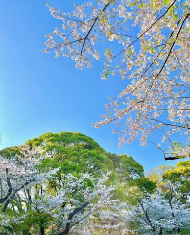 上野恩賜公園
