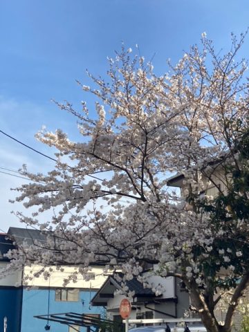 CHERRYBLOSSOM