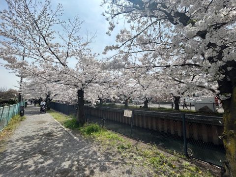 桜