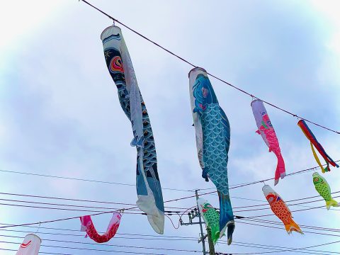 【草加市八幡町】鯉のぼり