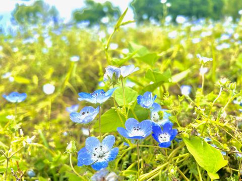 舎人公園