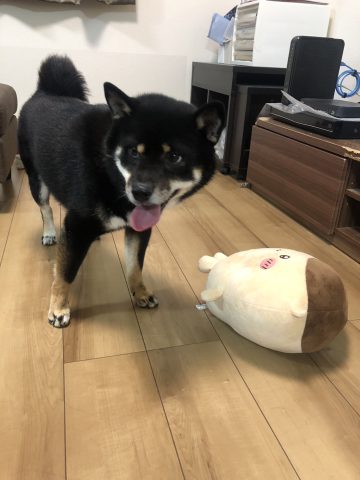 うちのしばけん