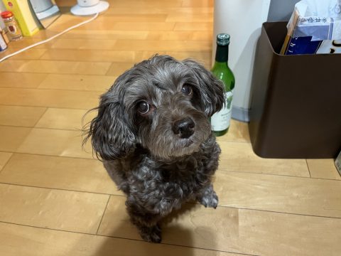 うちのわんこ