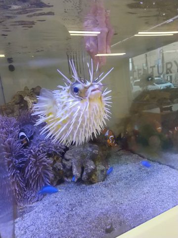 ハリセンボン