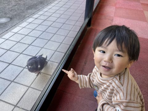 レース鳩