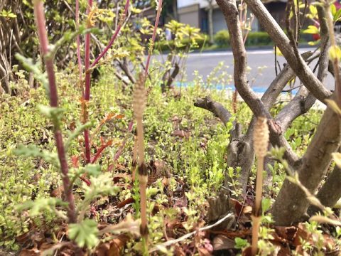 春が来ました!恒例の桜とつくしの季節