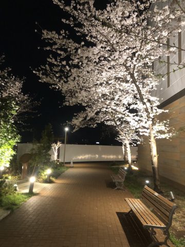 夜桜