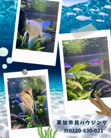 水槽のある癒し空間