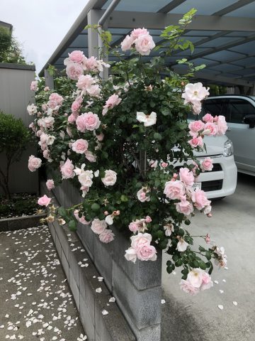 散歩中に