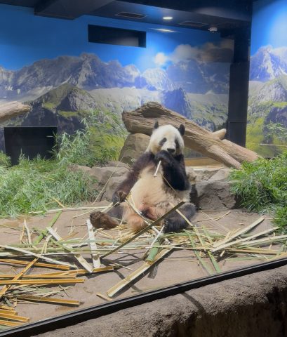 上野動物園！