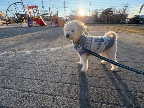 日本最低気温の日、今朝もいつもの散歩から。