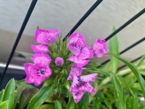 撫子の花が咲きました