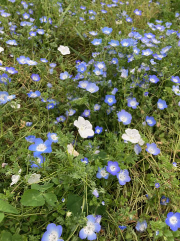 白いネモフィラ