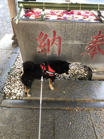 花手水