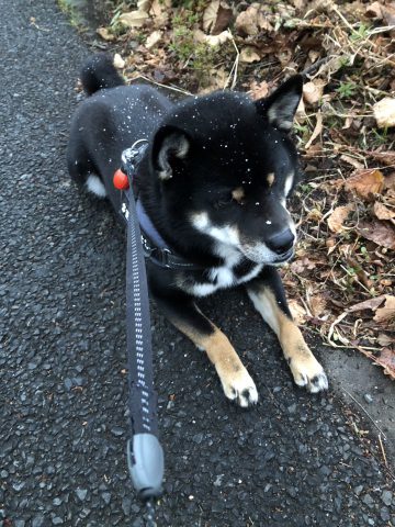 初雪
