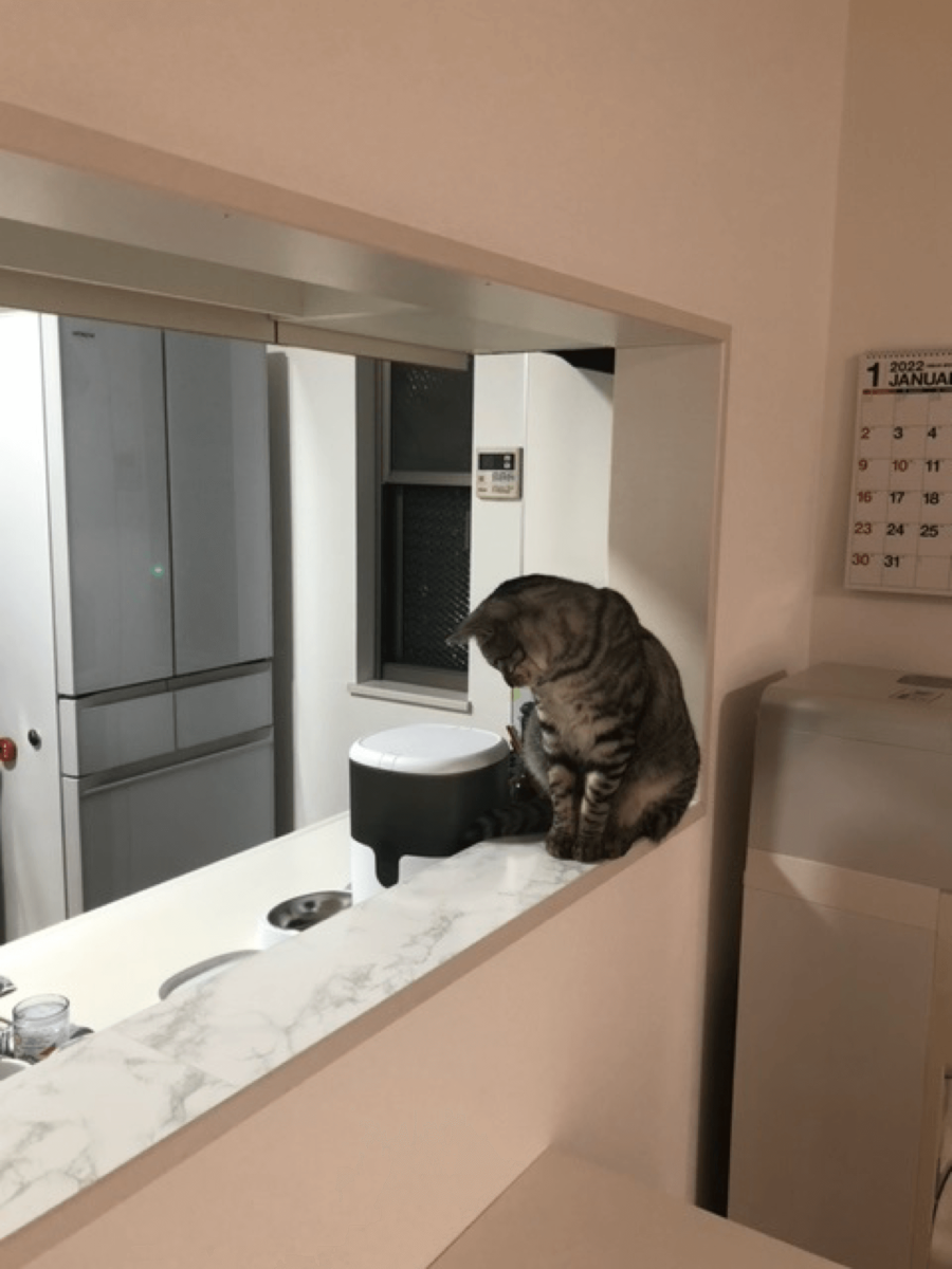 ネコちゃんと暮らせるお住まい