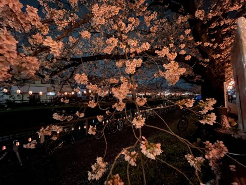 草加市稲荷お花見スポット