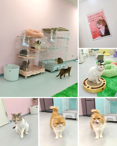 ANELLA CAFE【保護猫カフェ】谷塚店
