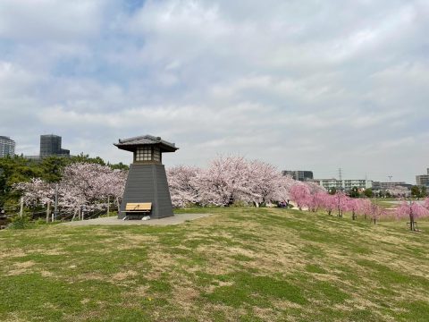 旅立ちの春、お花見の春ご卒業おめでとうございます！