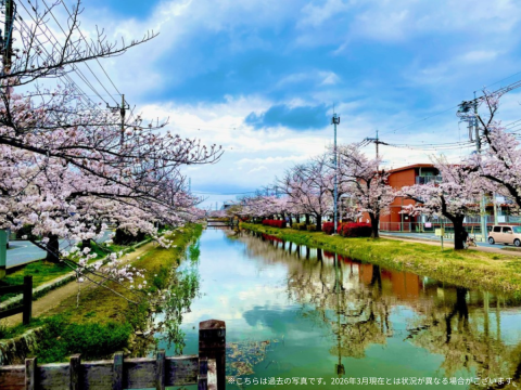 おすすめ桜スポット